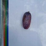 Dacryodes edulis Fruit