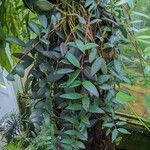 Aeschynanthus micranthus Хабит