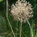 Allium polyanthum ফুল