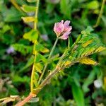 Astragalus danicus Blomst