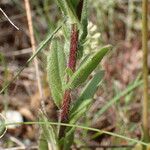 Camelina microcarpa Foglia