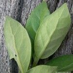 Geniostoma vestitum Leaf