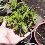 Peperomia inaequalifolia Leaf