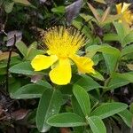 Hypericum calycinum Flower