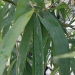 Phyllostachys aurea পাতা