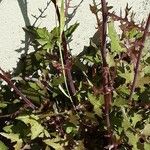 Lactuca muralis Leaf