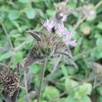Elephantopus elatus Flor