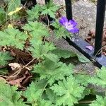 Geranium platypetalum Συνήθη χαρακτηριστικά