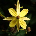 Ancistrocarpus densispinosus Květ