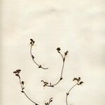 Chaenorhinum origanifolium Žiedas