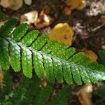 Dryopteris erythrosora 葉