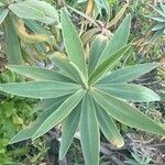 Euphorbia piscatoria Leaf