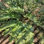 Zamia integrifolia Natur