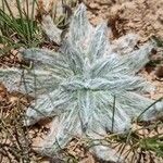 Plantago nivalis Leaf