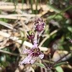 Silene flos-cuculiBloem