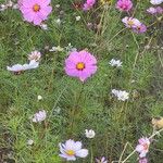 Cosmos bipinnatus Fula