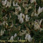 Astragalus terraccianoi Квітка