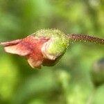 Scrophularia scorodonia Цветок