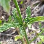 Verbena hispida Blad