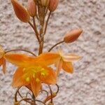 Bulbine frutescensപുഷ്പം