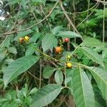 Allophylus edulis Fruit