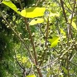 Ficus citrifolia Fruit