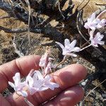 Polystachya dendrobiiflora फूल