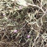 Dianthus pyrenaicusFlower