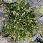Saxifraga exarata Hábito