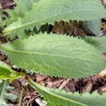 Cirsium HillFulla