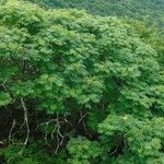 Sorbus americana Συνήθη χαρακτηριστικά