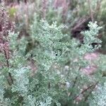 Artemisia maritima Leaf