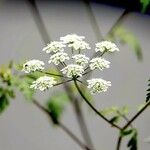 Chaerophyllum temulum Habit