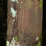 Guatteria schomburgkiana 樹皮