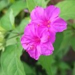 Mirabilis jalapa Flower