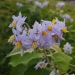 Solanum paniculatum Λουλούδι