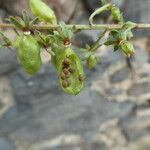 Reseda phyteuma Fruit