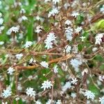 Stevia yaconensis 花