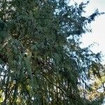 Taxodium distichum عادت داشتن