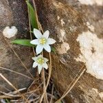 Ornithogalum montanum Flor