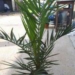 Phoenix canariensis Folha