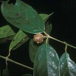 Siparuna cuspidata Fruit