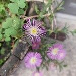 Drosanthemum floribundum ഇല