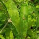 Veronica longifolia Leaf