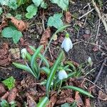 Galanthus plicatus ᱛᱟᱦᱮᱸ