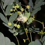 Zapoteca formosa Hábito
