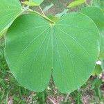 Bauhinia monandra برگ