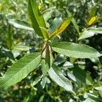 Salix triandra Лист