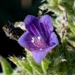 Echium gaditanum Blüte