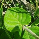 Barleria robertsoniae Leaf